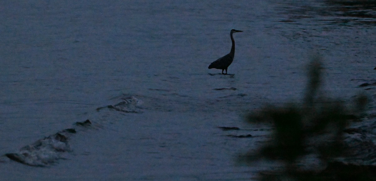 Great Blue Heron - ML623528733