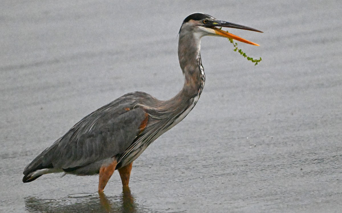 Great Blue Heron - ML623528738