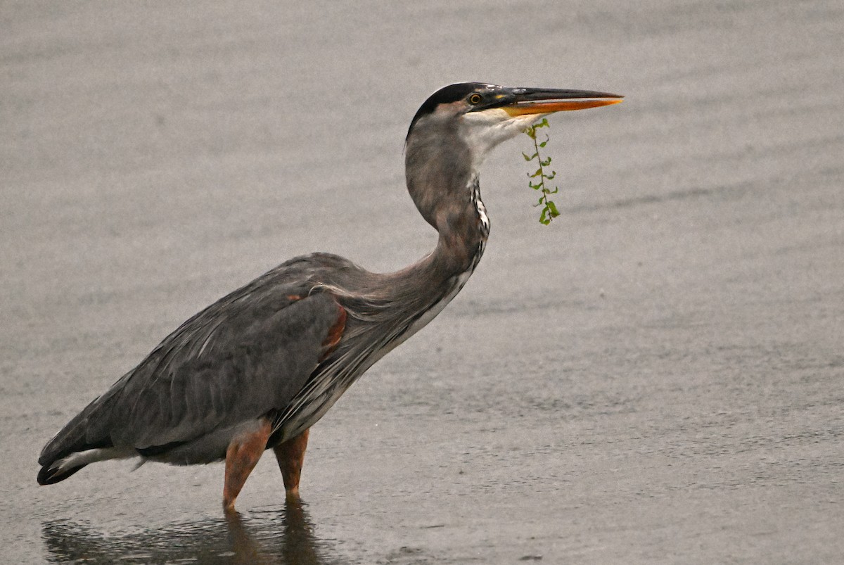 Great Blue Heron - ML623528740