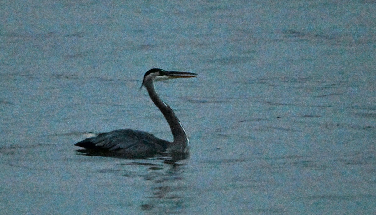 Great Blue Heron - ML623528741