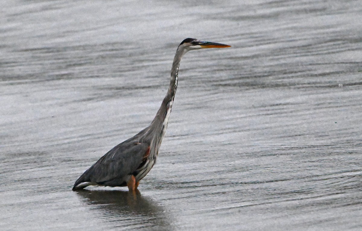 Great Blue Heron - Paul Nale