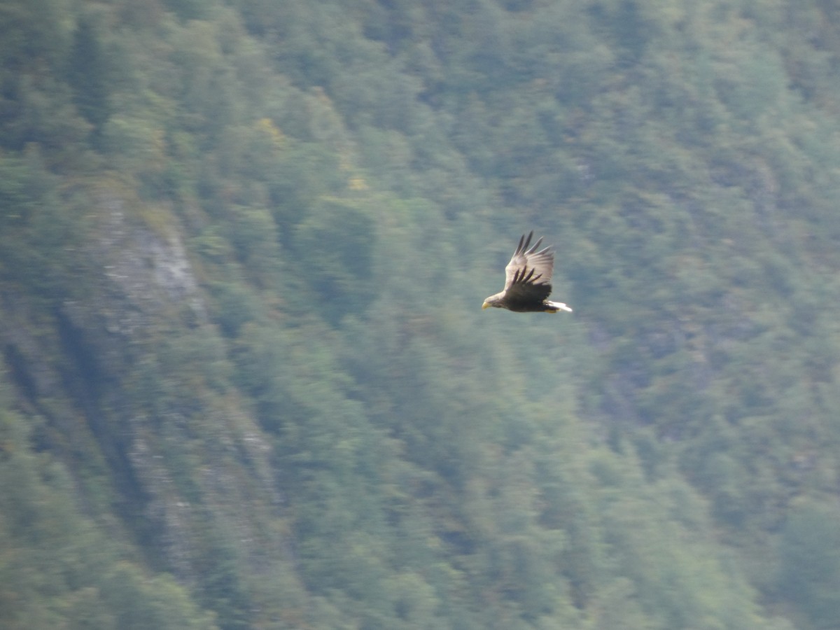White-tailed Eagle - ML623528760