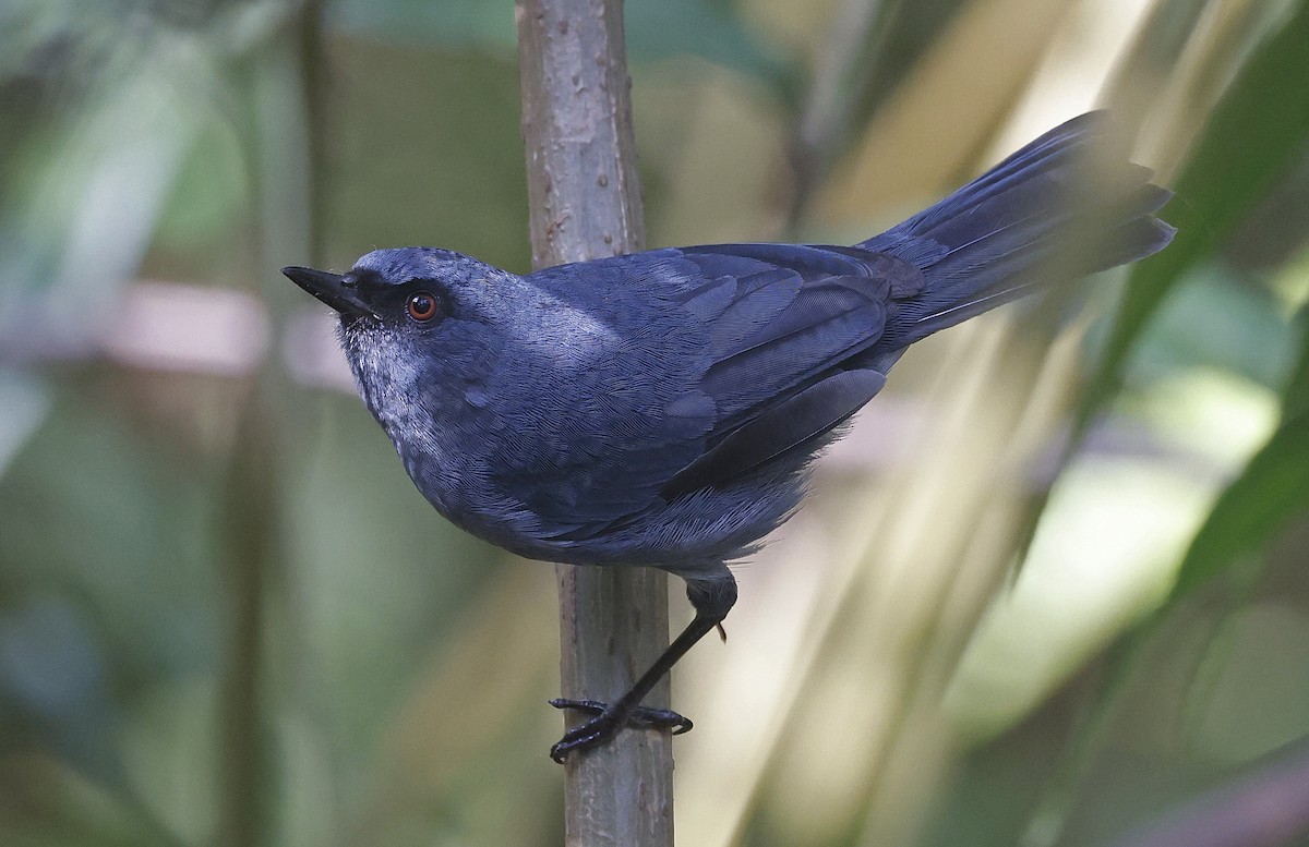 Bluish Flowerpiercer - ML623528786