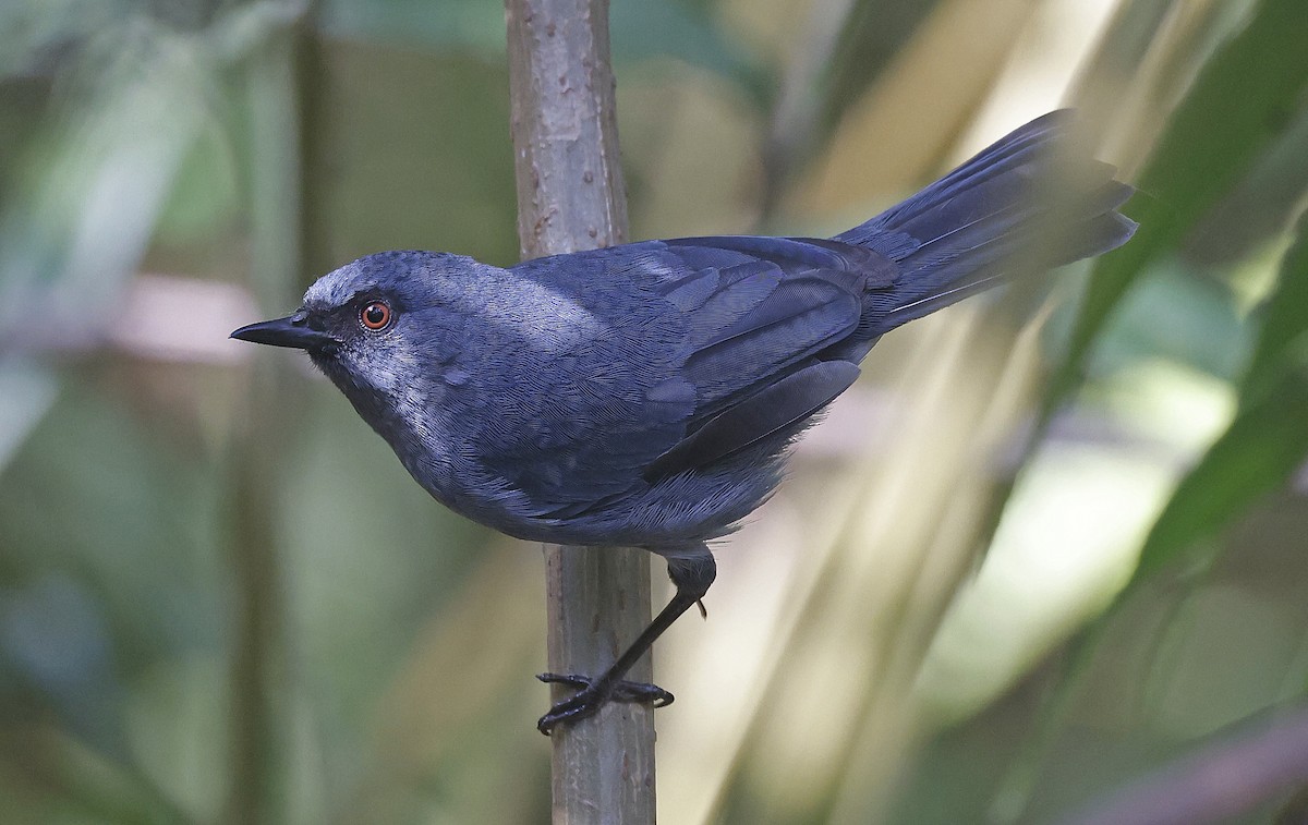 Bluish Flowerpiercer - ML623528790