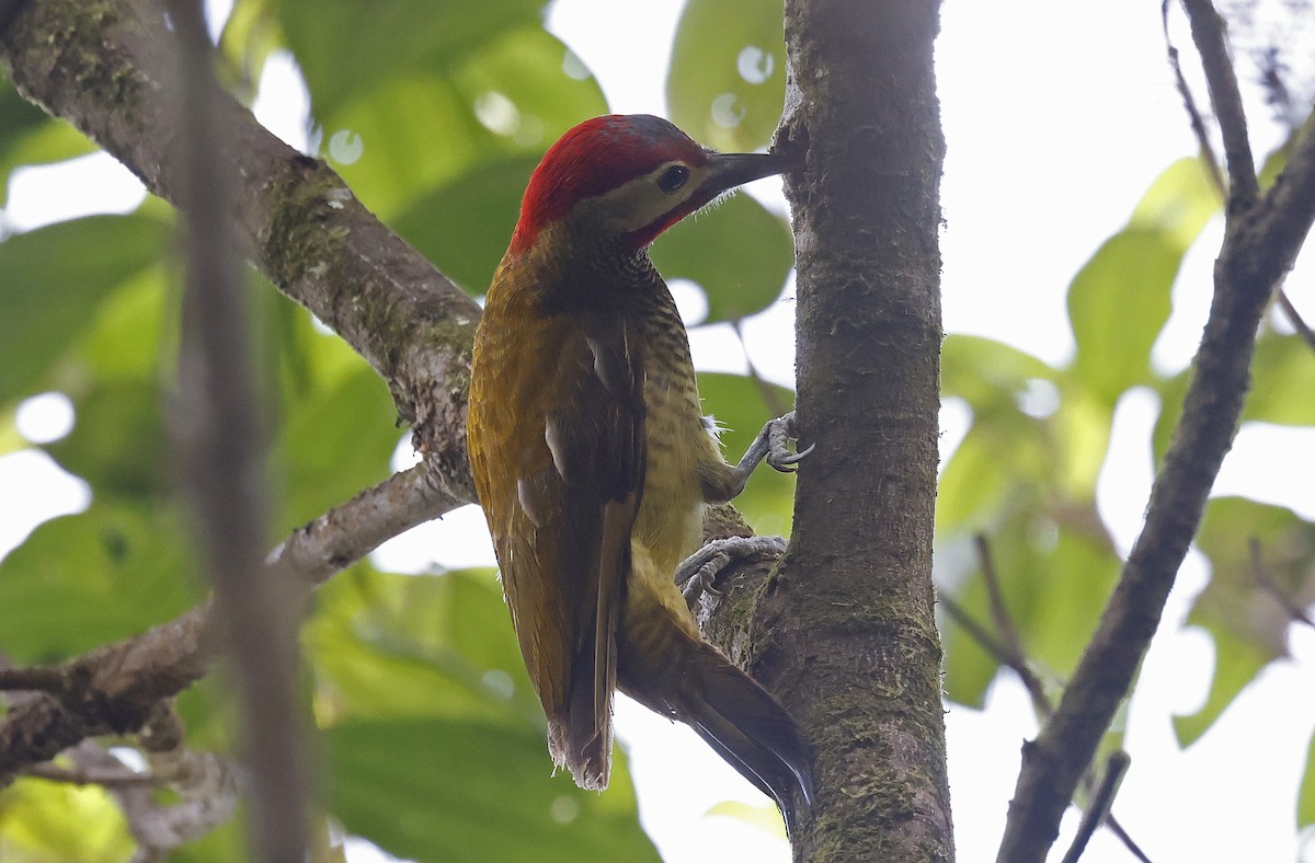 Golden-olive Woodpecker - ML623528816