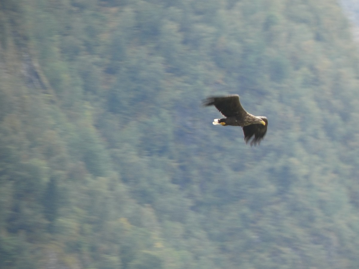 White-tailed Eagle - ML623528860