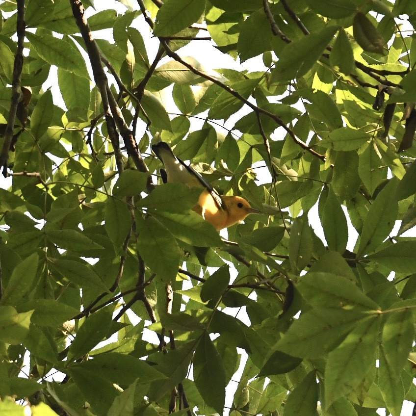 Prothonotary Warbler - ML623528864