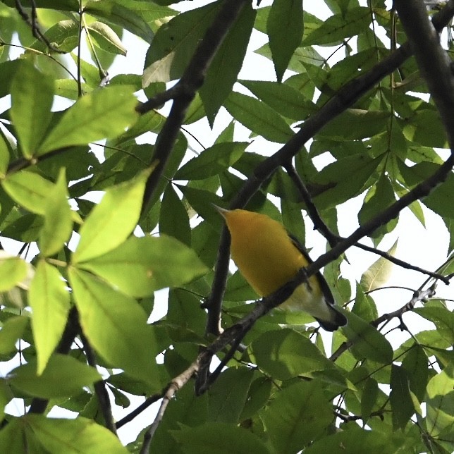 Prothonotary Warbler - ML623528867