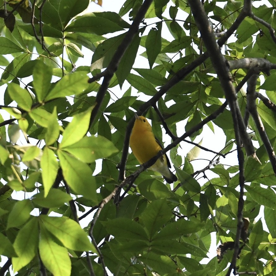 Prothonotary Warbler - ML623528868