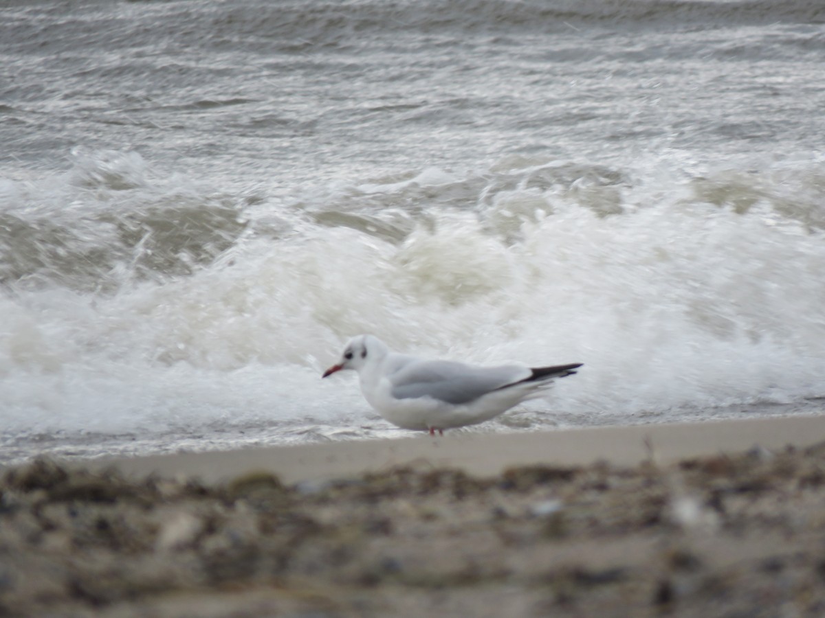 Black-headed Gull - ML623528879