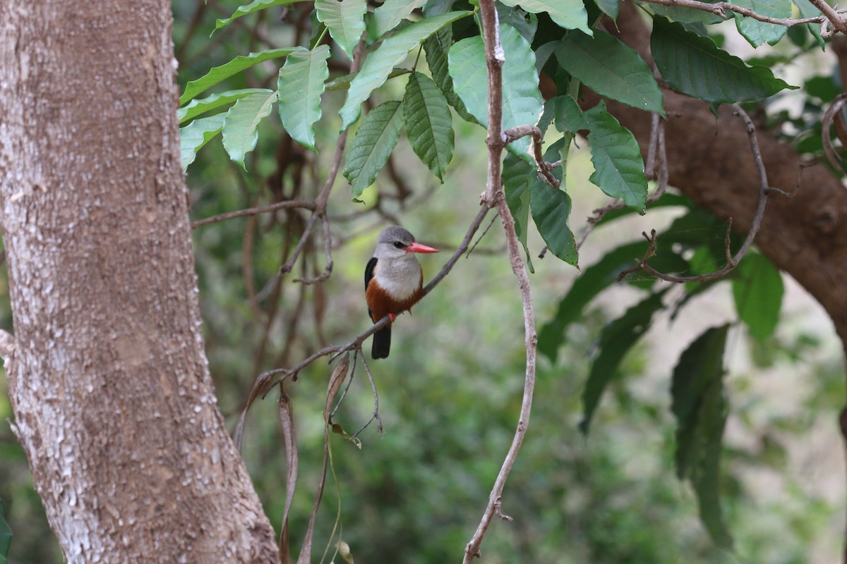 Gray-headed Kingfisher - Dawn Wellington