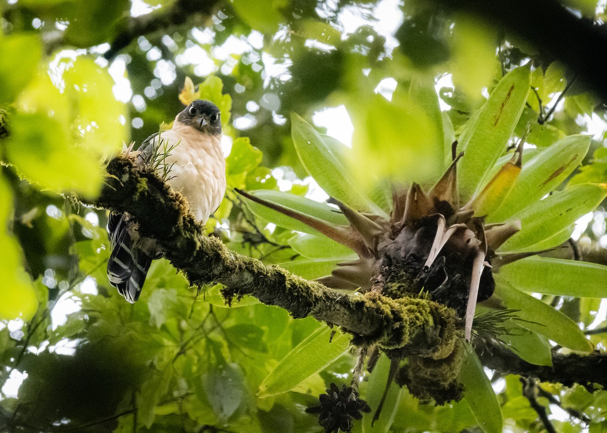 Bicolored Hawk - ML623528920