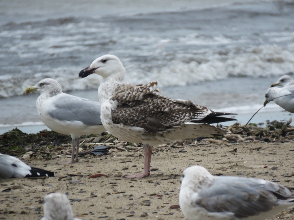 Great Black-backed Gull - ML623528954