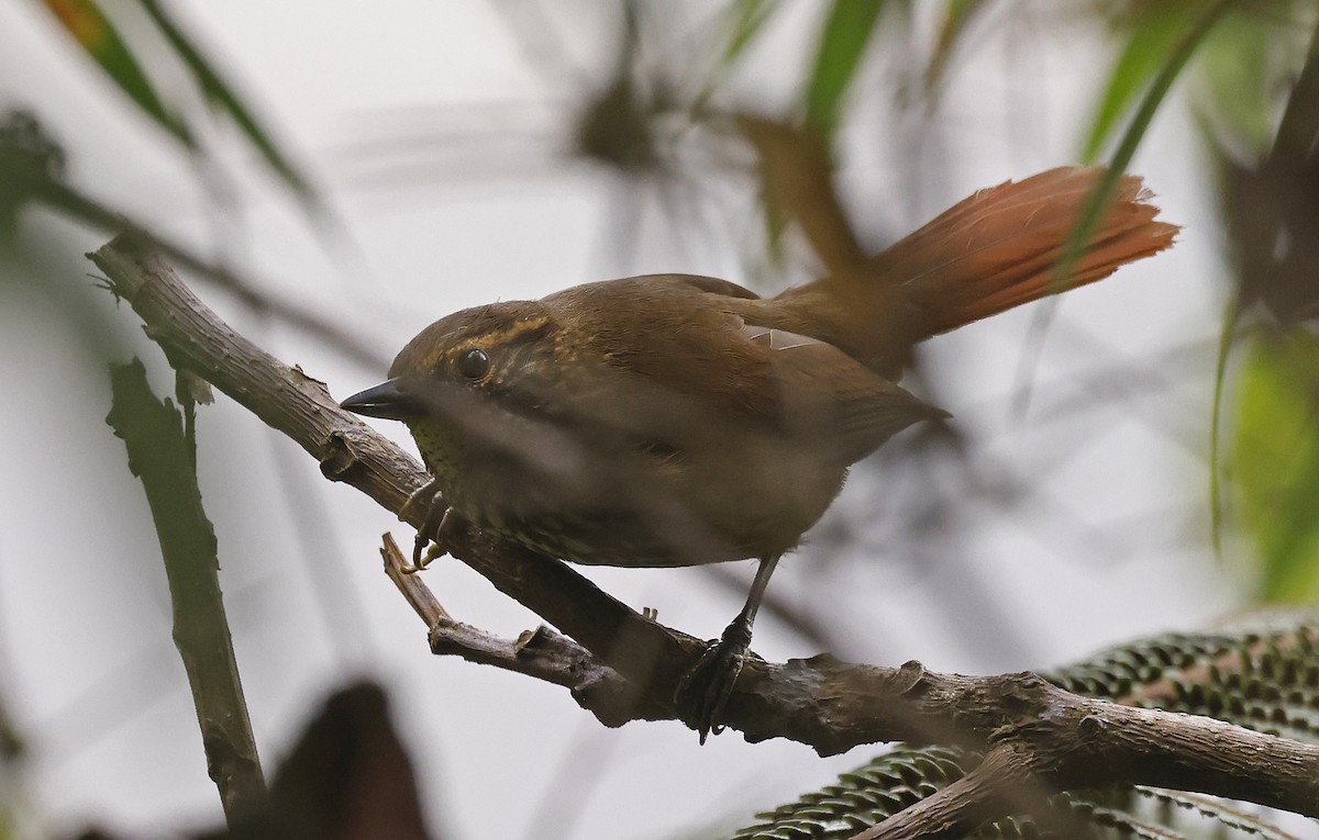 Buff-browed Foliage-gleaner - ML623528958