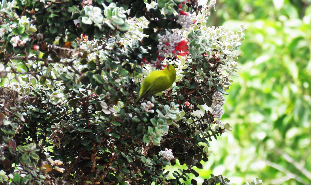 Hawaii-Amakihikleidervogel - ML623528981