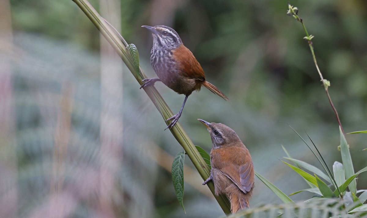 Inca Wren - ML623528992