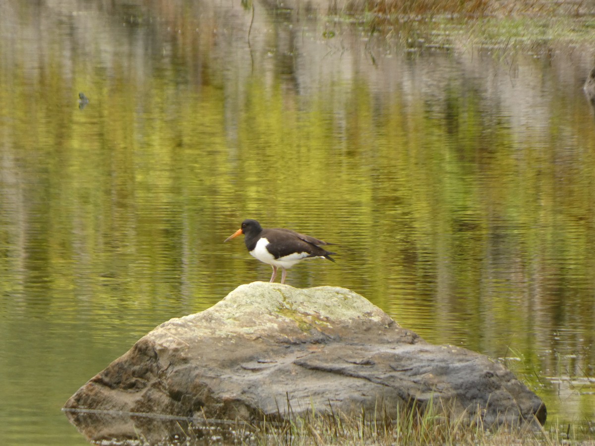 Eurasian Oystercatcher - ML623528994