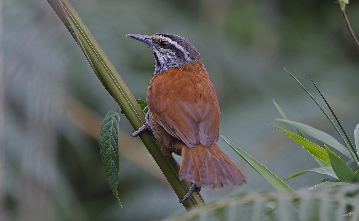 Inca Wren - ML623528995