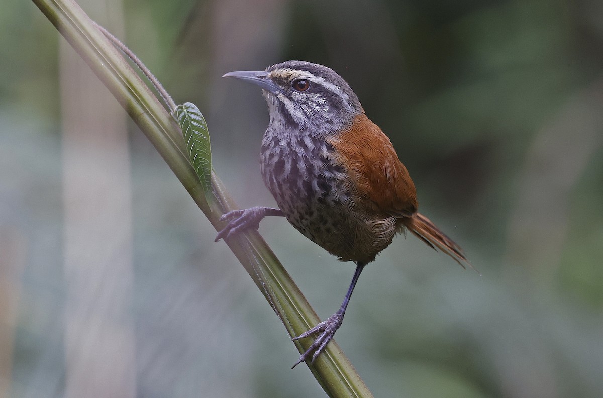 Inca Wren - ML623529000