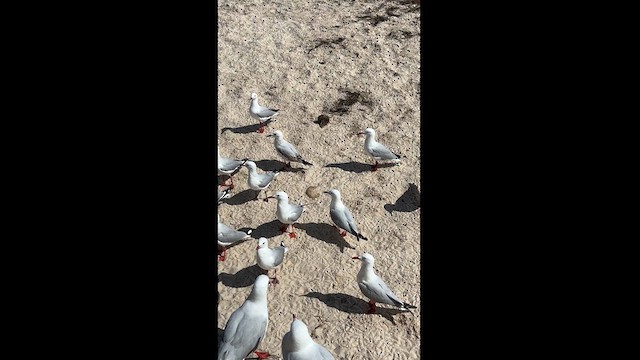 Silver Gull - ML623529077