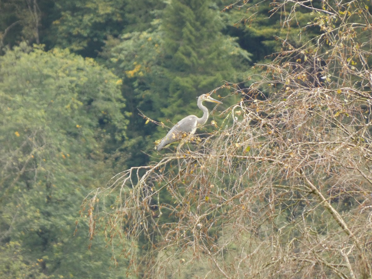 Gray Heron - ML623529148