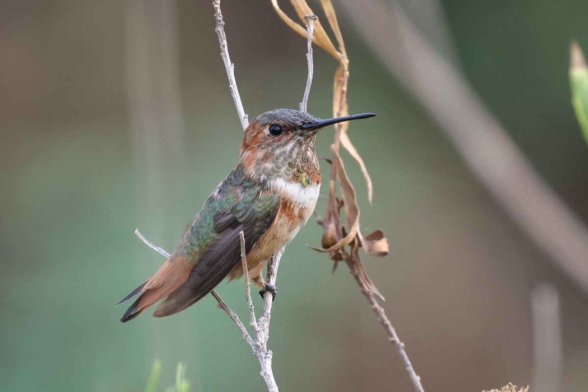 Allen's Hummingbird - ML623529163