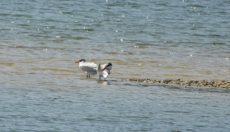 Caspian Tern - Roseanna Denton