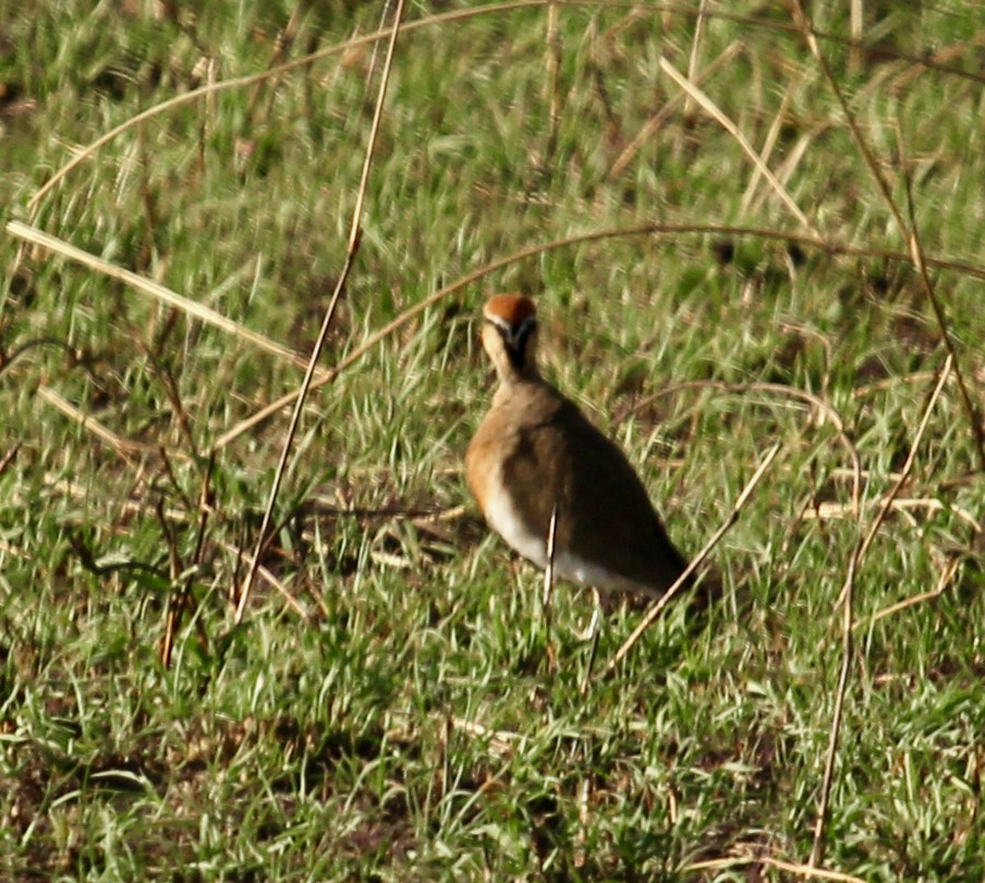 Temminck's Courser - ML623529185