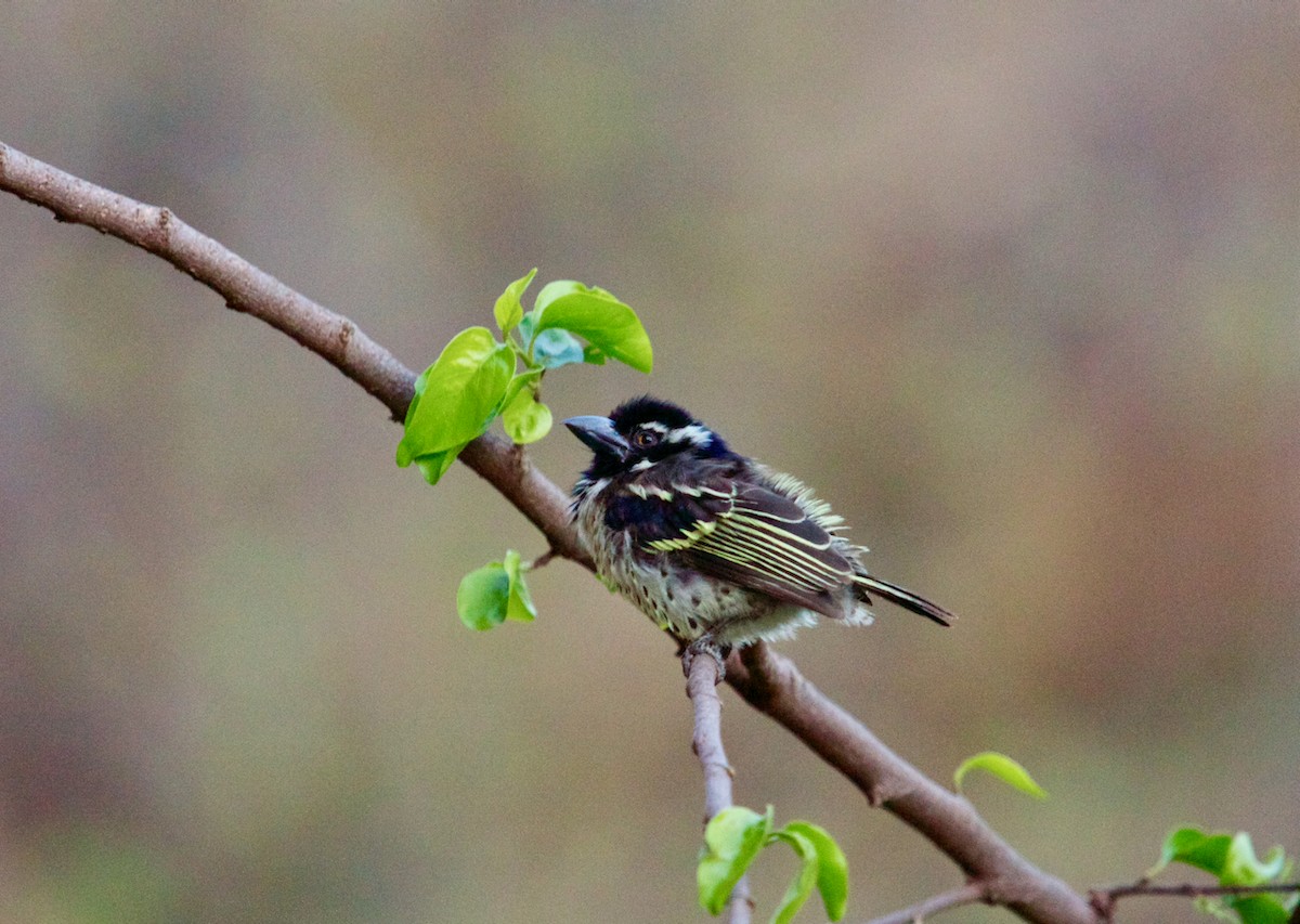 Tränenbartvogel - ML623529201