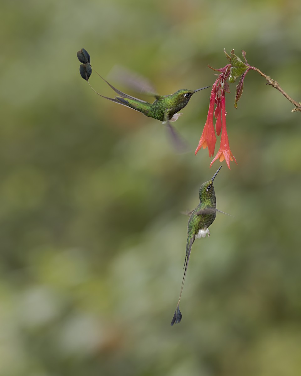 White-booted Racket-tail - Sandra Machmar