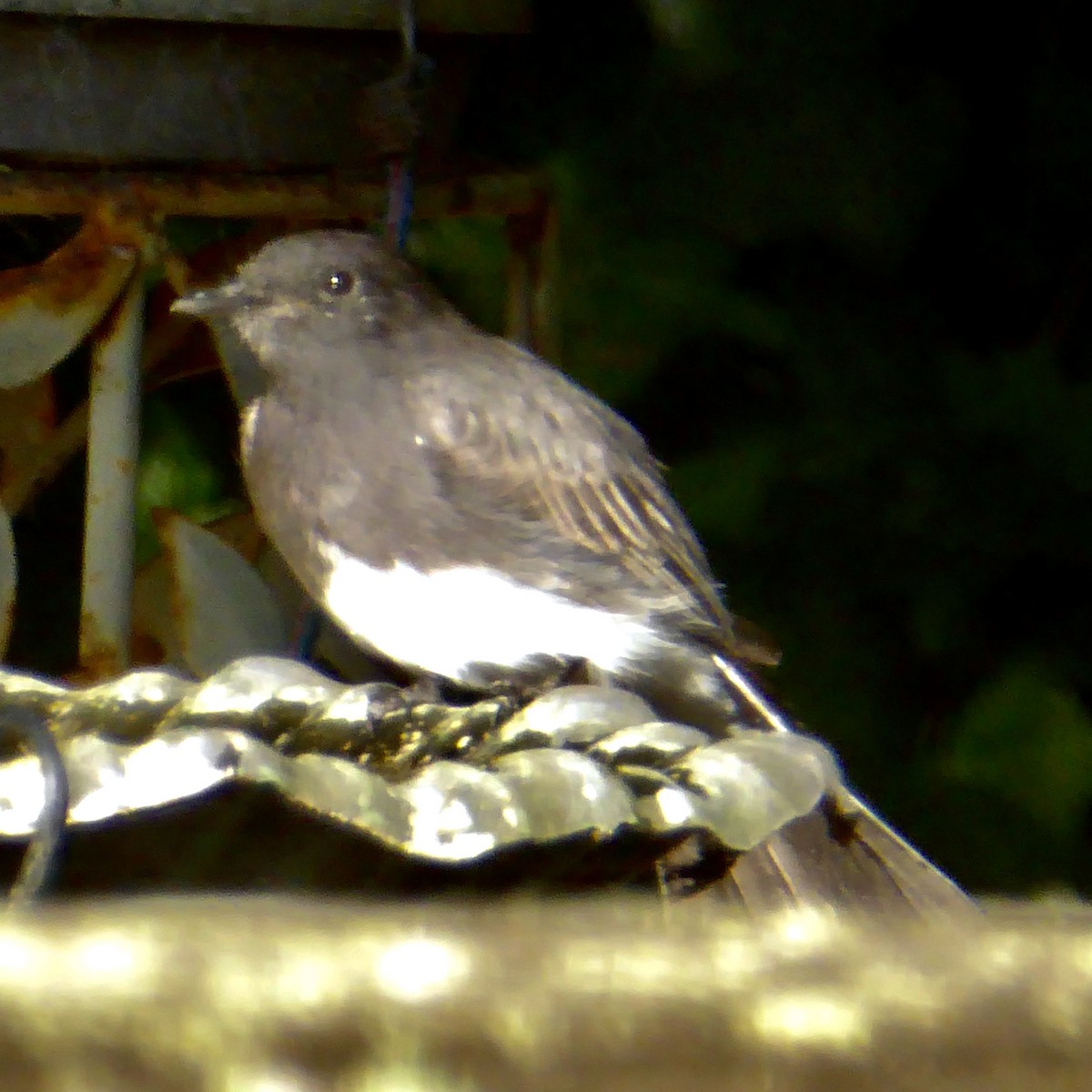 svartfibi (nigricans gr.) - ML623529218