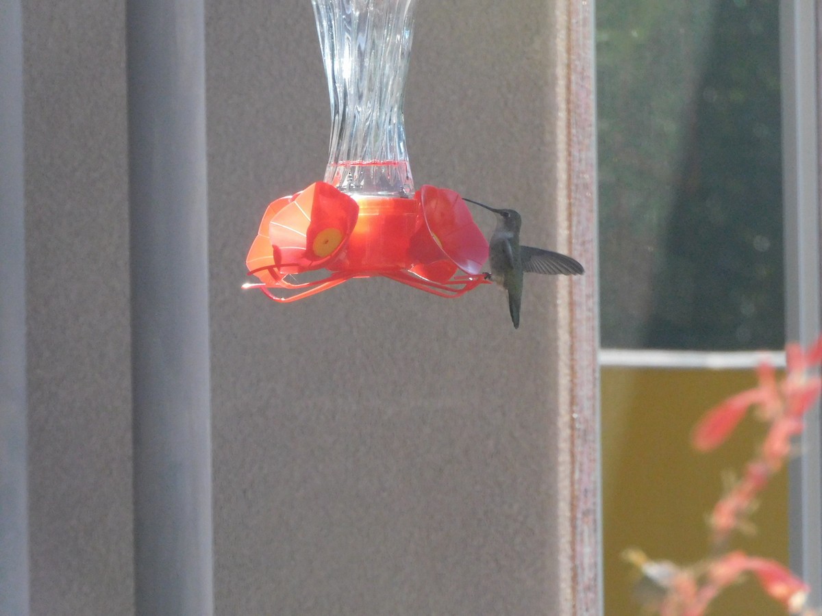 Black-chinned Hummingbird - ML623529240