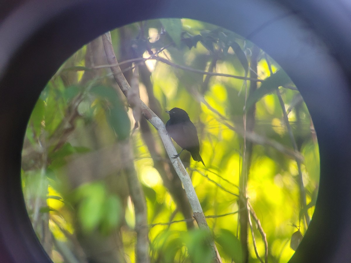 Black Manakin - ML623529298