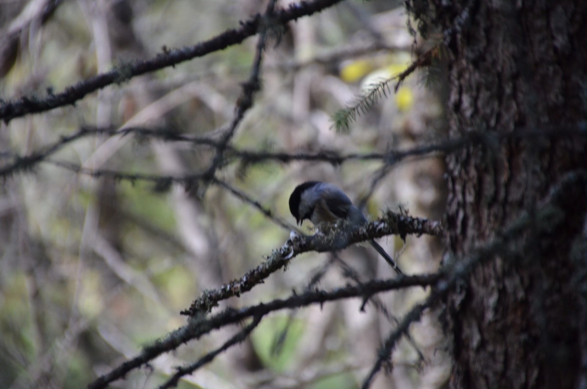 Black-capped Chickadee - ML623529339