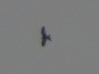 Swallow-tailed Kite - ML623529365