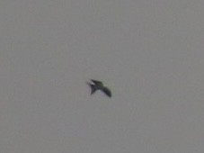 Swallow-tailed Kite - ML623529366