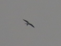 Swallow-tailed Kite - ML623529367