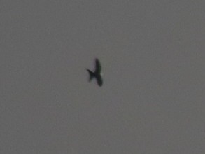 Swallow-tailed Kite - ML623529368