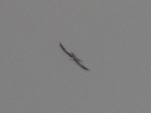 Swallow-tailed Kite - ML623529369