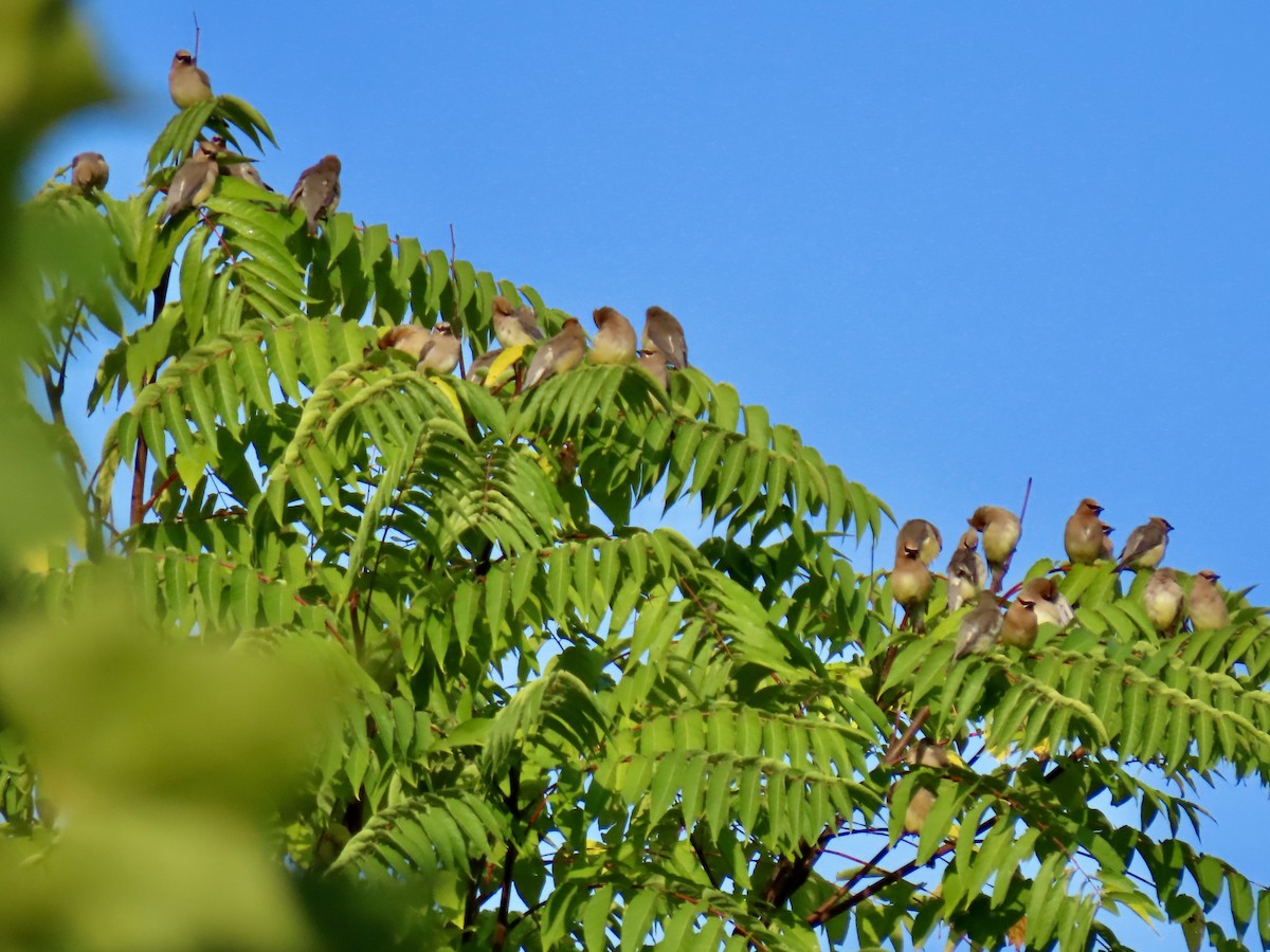 Cedar Waxwing - ML623529378