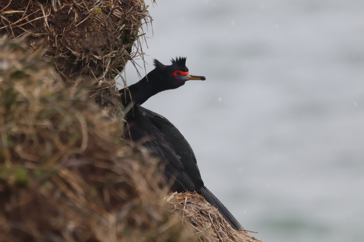 Red-faced Cormorant - ML623529381