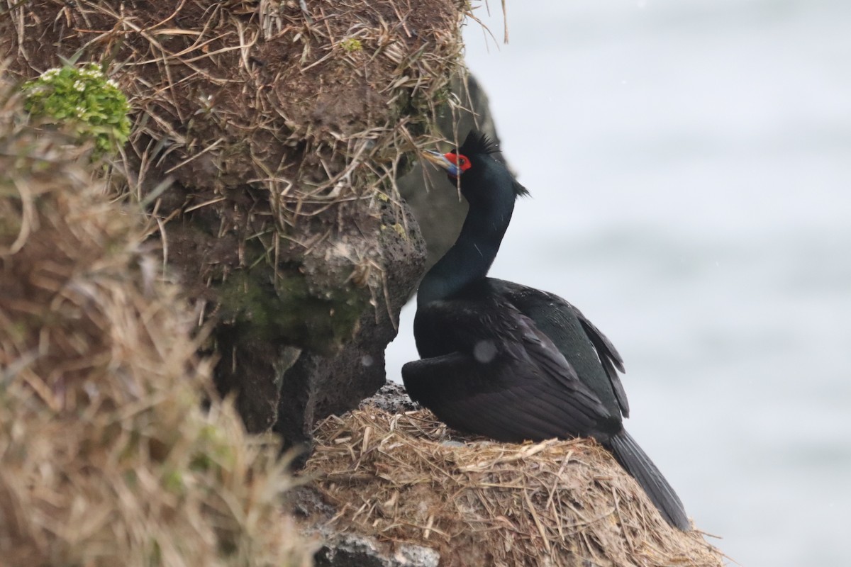 Red-faced Cormorant - Eugene Keferl