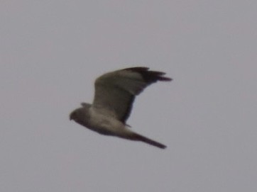 Northern Harrier - ML623529402