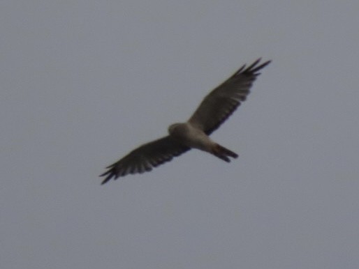Northern Harrier - ML623529403