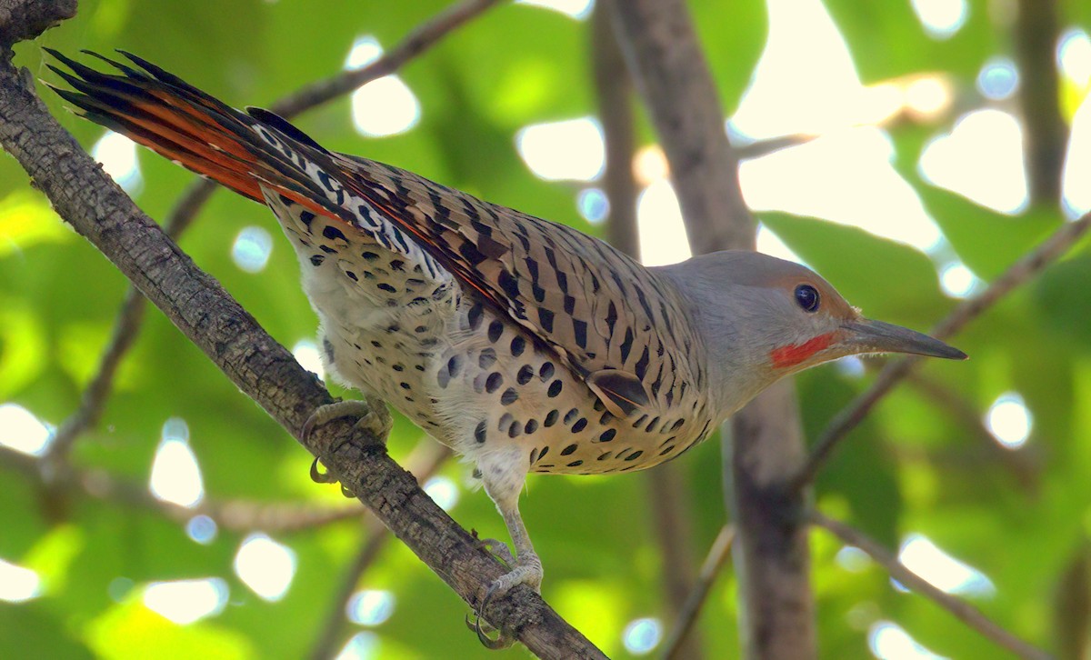 Northern Flicker (Red-shafted) - Richard Brown