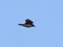 Eastern Kingbird - ML623529425