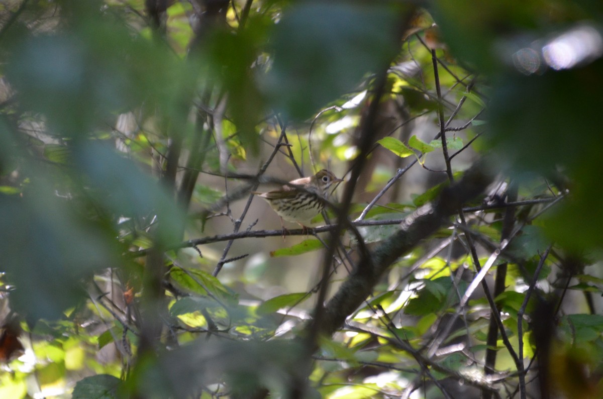 Ovenbird - Micah Halladay