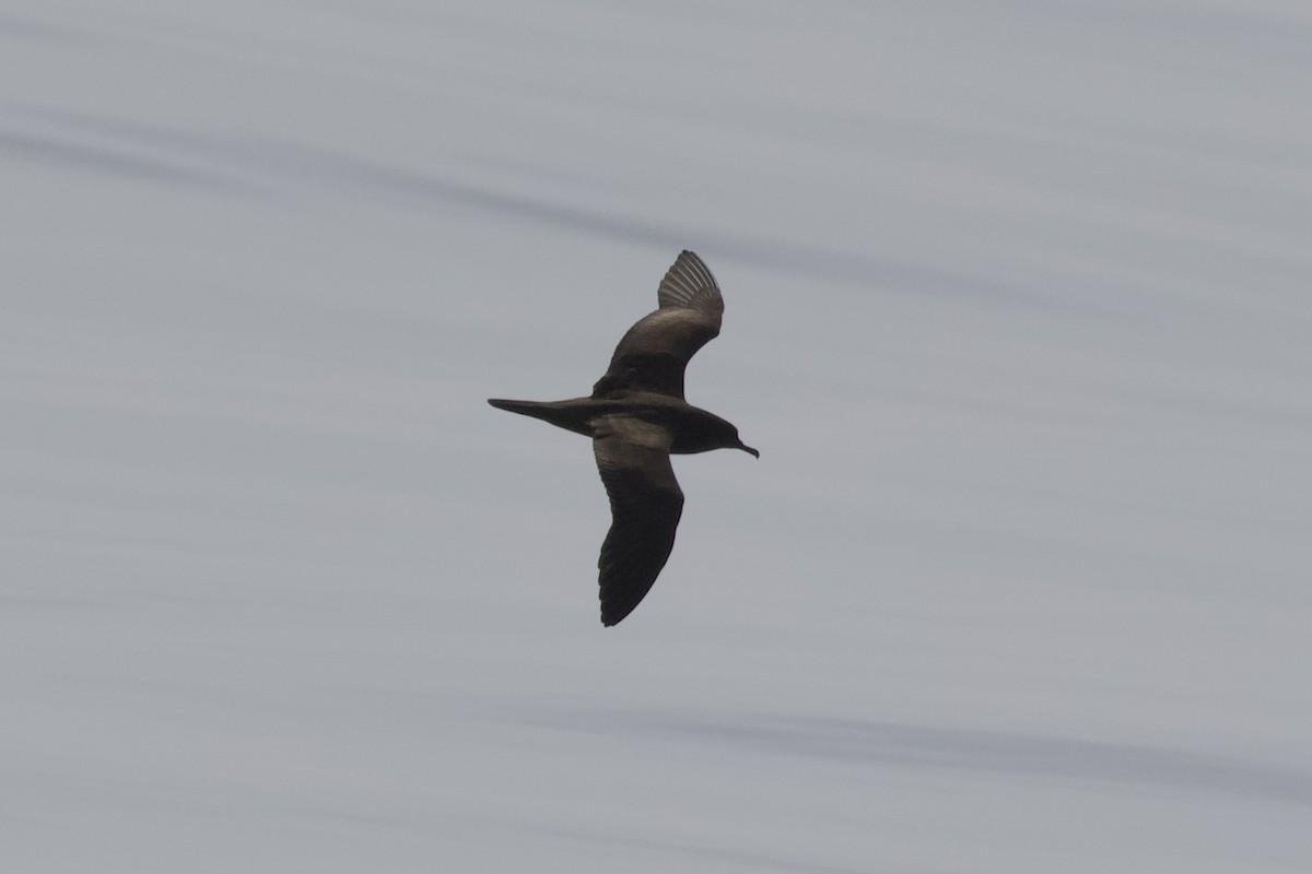 Wedge-tailed Shearwater - ML623529478