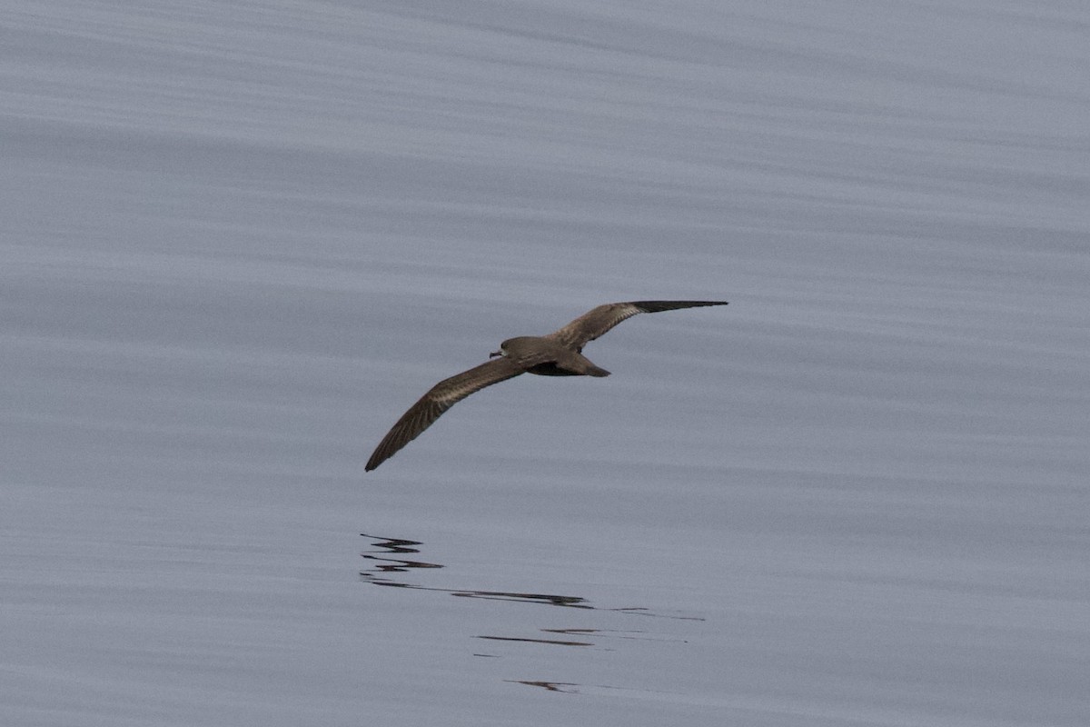 Wedge-tailed Shearwater - ML623529479