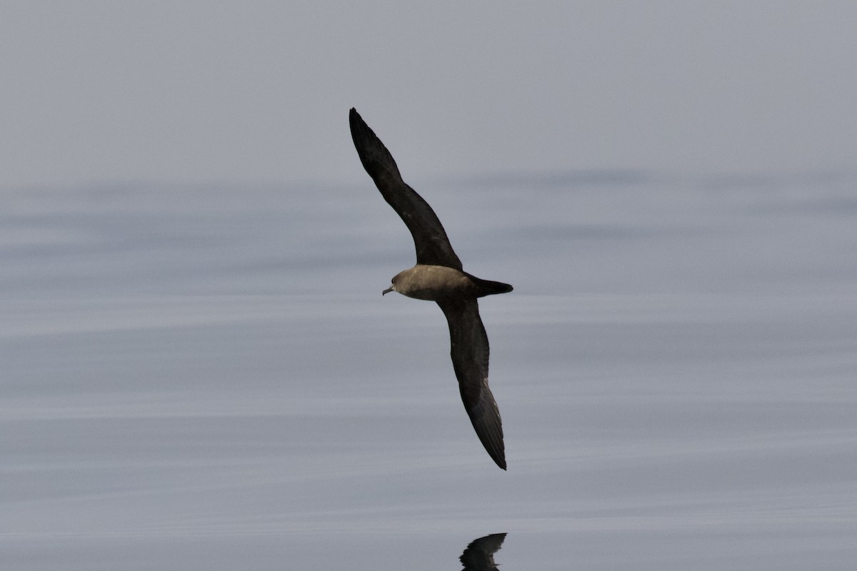 Wedge-tailed Shearwater - ML623529480